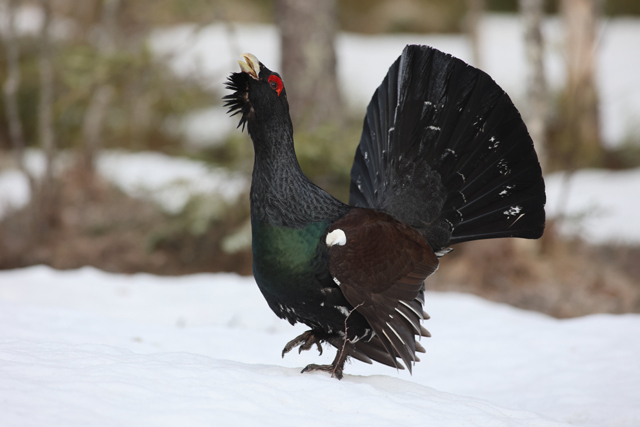 Voyage et ornithologie en Scandinavie 2024 3u1c