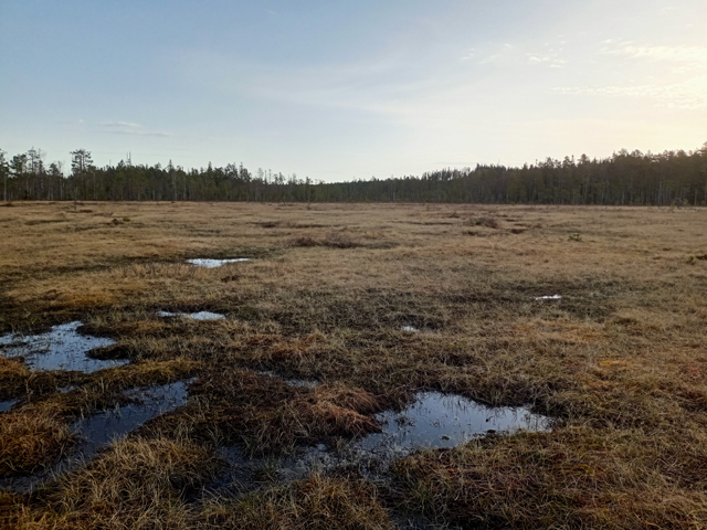 Voyage et ornithologie en Scandinavie 2024 3ugv