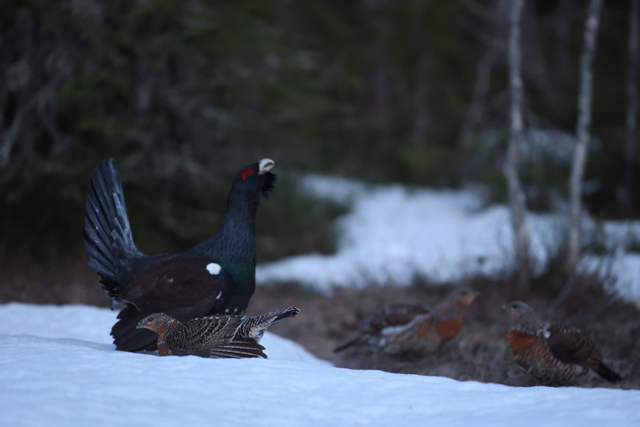 Voyage et ornithologie en Scandinavie 2024 40vl