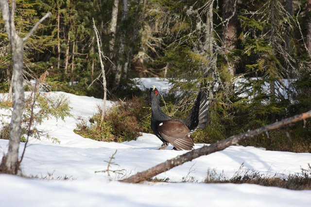 Voyage et ornithologie en Scandinavie 2024 49nw