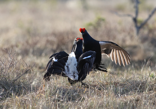 Voyage et ornithologie en Scandinavie 2024 4o7k