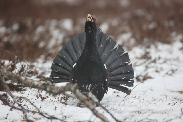 Voyage et ornithologie en Scandinavie 2024 5o96