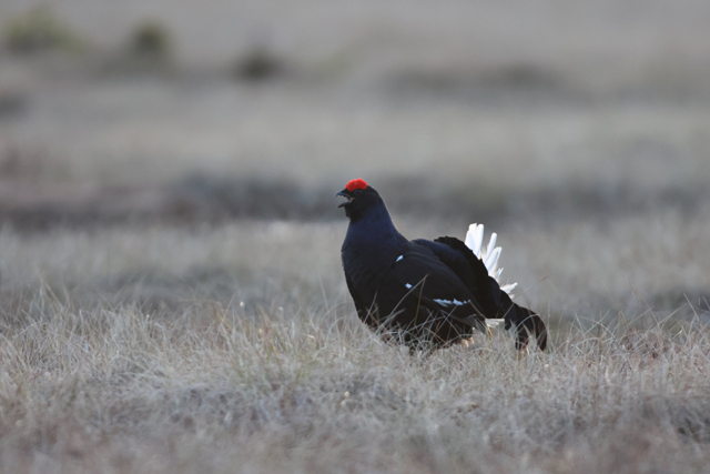 Voyage et ornithologie en Scandinavie 2024 6xuf