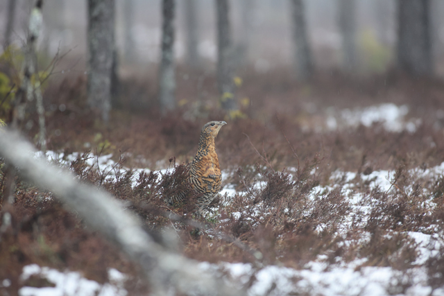 Voyage et ornithologie en Scandinavie 2024 6zw8