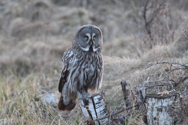 Voyage et ornithologie en Scandinavie 2024 786t