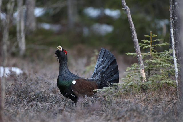 Voyage et ornithologie en Scandinavie 2024 79y0