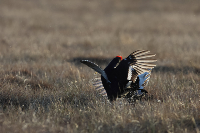 Voyage et ornithologie en Scandinavie 2024 7ay4