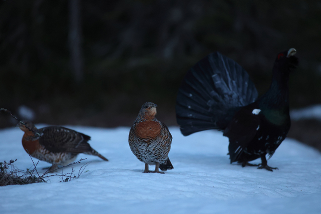 Voyage et ornithologie en Scandinavie 2024 7m4m