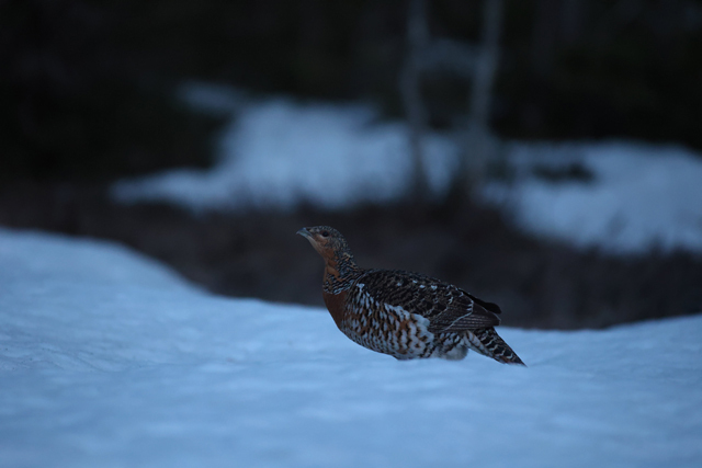 Voyage et ornithologie en Scandinavie 2024 8kib