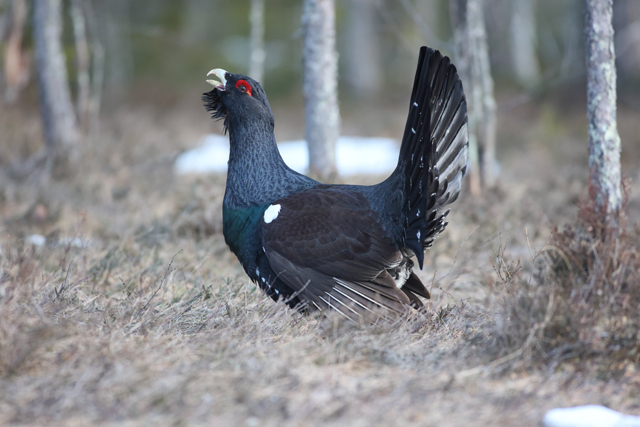 Voyage et ornithologie en Scandinavie 2024 8m3f