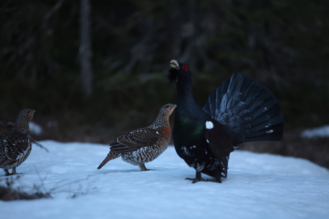 Voyage et ornithologie en Scandinavie 2024 8vfm