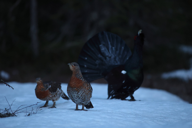 Voyage et ornithologie en Scandinavie 2024 91ul