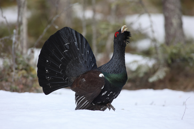 Voyage et ornithologie en Scandinavie 2024 99c3