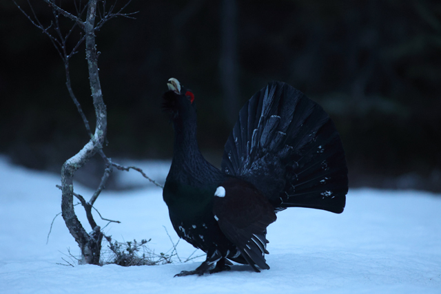 Voyage et ornithologie en Scandinavie 2024 Abez