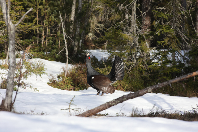 Voyage et ornithologie en Scandinavie 2024 Awda