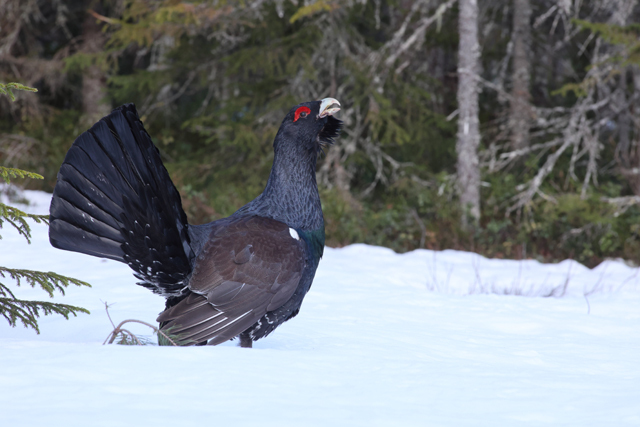 Voyage et ornithologie en Scandinavie 2024 Awlz