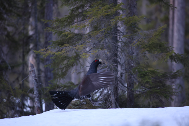 Voyage et ornithologie en Scandinavie 2024 Bczm