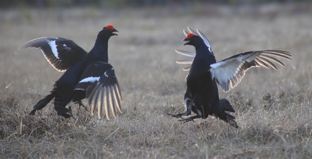 Voyage et ornithologie en Scandinavie 2024 Bkdu