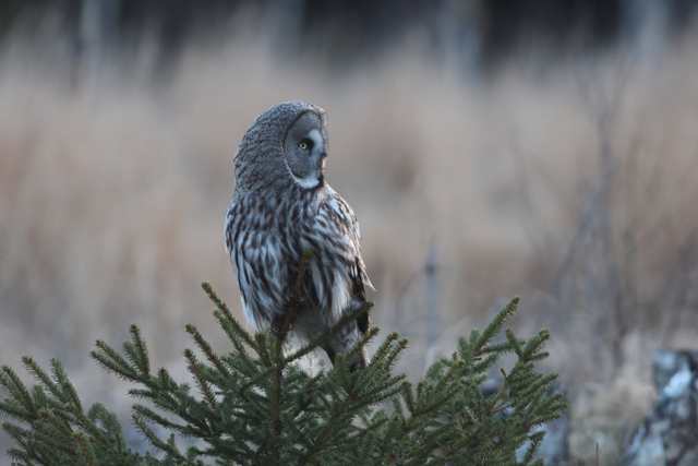 Voyage et ornithologie en Scandinavie 2024 Bmle