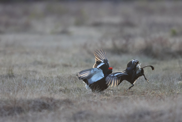 Voyage et ornithologie en Scandinavie 2024 C7pq