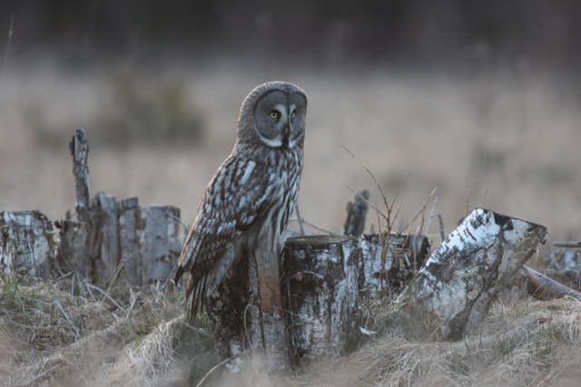 Voyage et ornithologie en Scandinavie 2024 Cz57