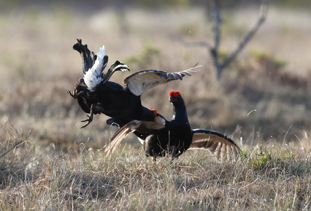 Voyage et ornithologie en Scandinavie 2024 Ddm7