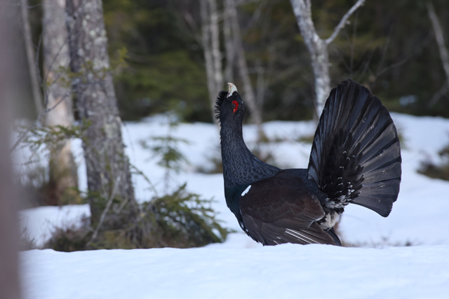 Voyage et ornithologie en Scandinavie 2024 Dofo