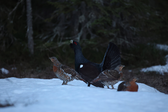 Voyage et ornithologie en Scandinavie 2024 E8m5