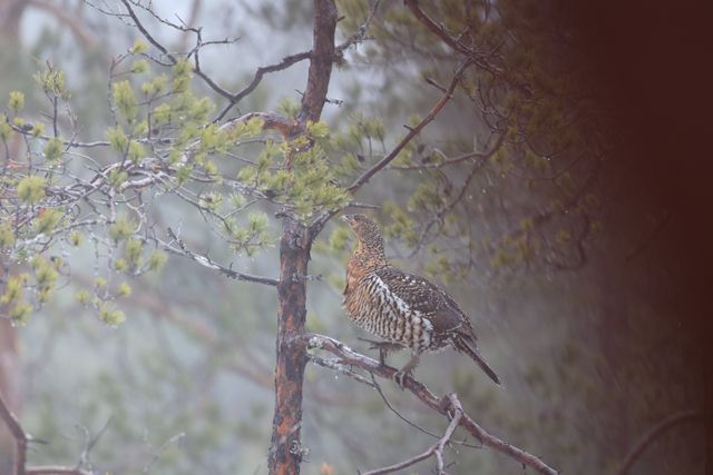 Voyage et ornithologie en Scandinavie 2024 Ewjn