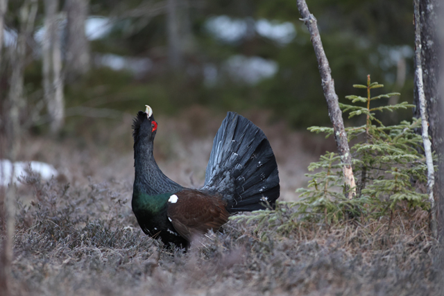 Voyage et ornithologie en Scandinavie 2024 Gcnz