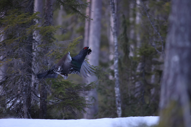 Voyage et ornithologie en Scandinavie 2024 Ghuw