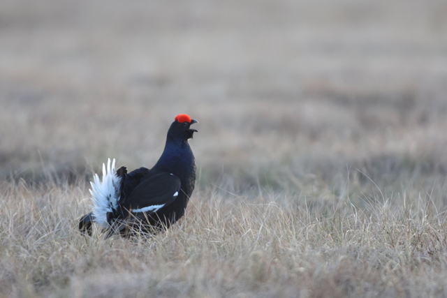 Voyage et ornithologie en Scandinavie 2024 Gwmw