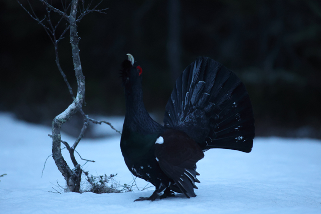 Voyage et ornithologie en Scandinavie 2024 Gxsi