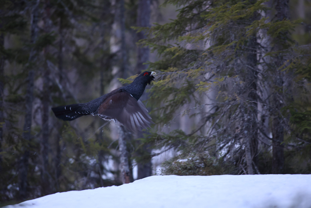 Voyage et ornithologie en Scandinavie 2024 Ib13