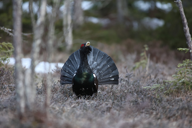 Voyage et ornithologie en Scandinavie 2024 Iy0e