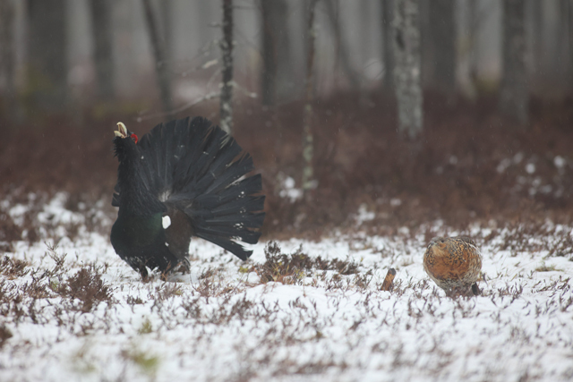 Voyage et ornithologie en Scandinavie 2024 Jryc