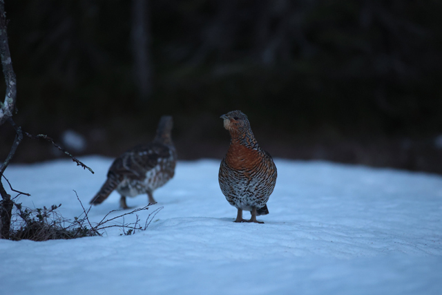 Voyage et ornithologie en Scandinavie 2024 Jti8