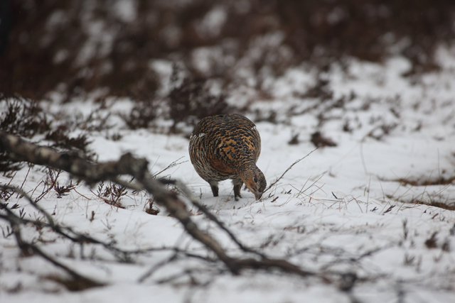 Voyage et ornithologie en Scandinavie 2024 L1y9