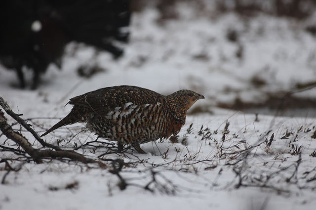 Voyage et ornithologie en Scandinavie 2024 L6om