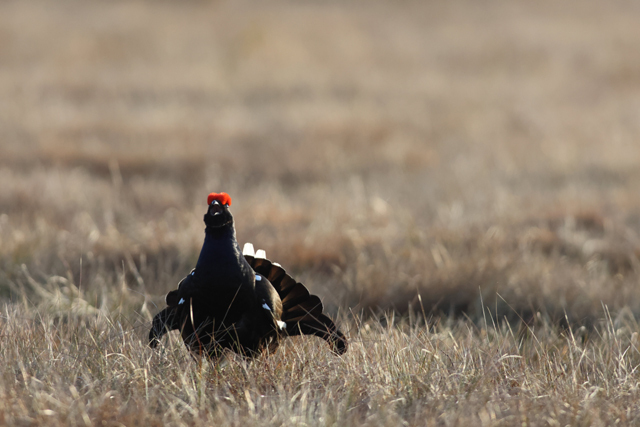 Voyage et ornithologie en Scandinavie 2024 Lece