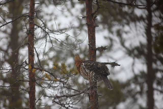 Voyage et ornithologie en Scandinavie 2024 Lha6