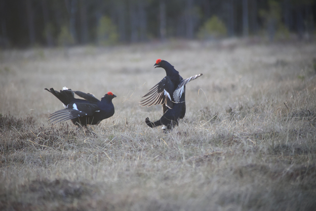 Voyage et ornithologie en Scandinavie 2024 Ltsq