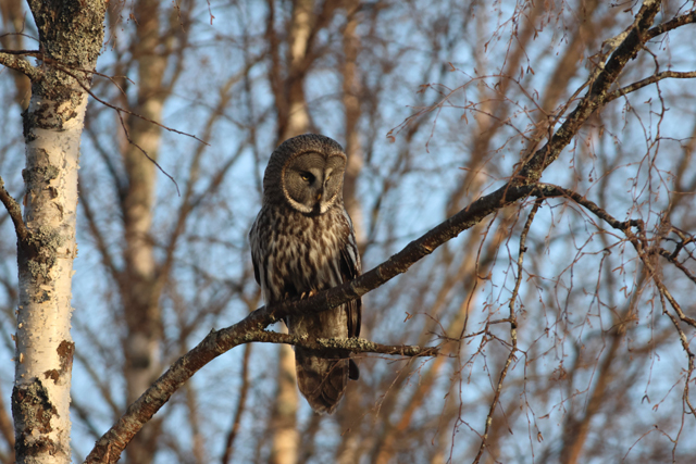 Voyage et ornithologie en Scandinavie 2024 Ltx0