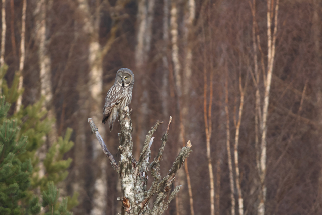 Voyage et ornithologie en Scandinavie 2024 Mlgw