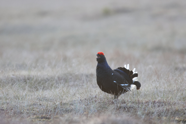 Voyage et ornithologie en Scandinavie 2024 Nhzx