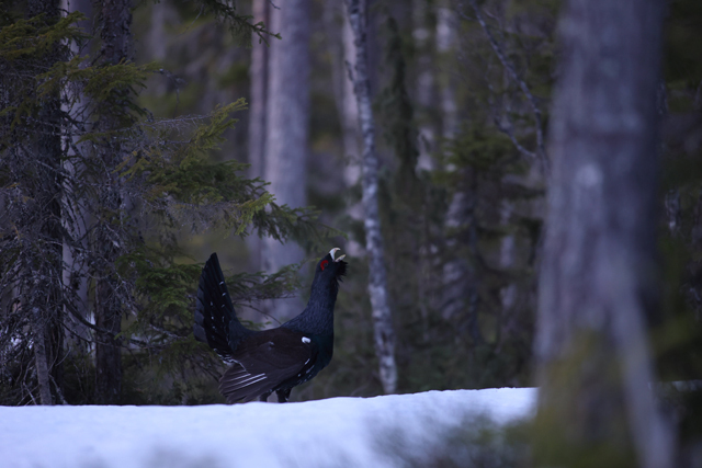 Voyage et ornithologie en Scandinavie 2024 Nnl0