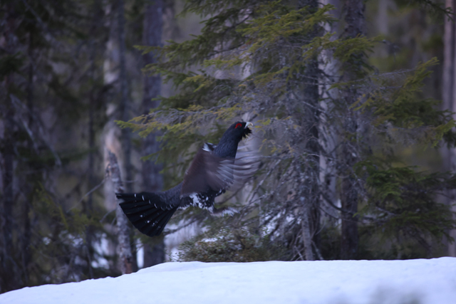 Voyage et ornithologie en Scandinavie 2024 Nr9t