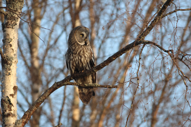 Voyage et ornithologie en Scandinavie 2024 Nton