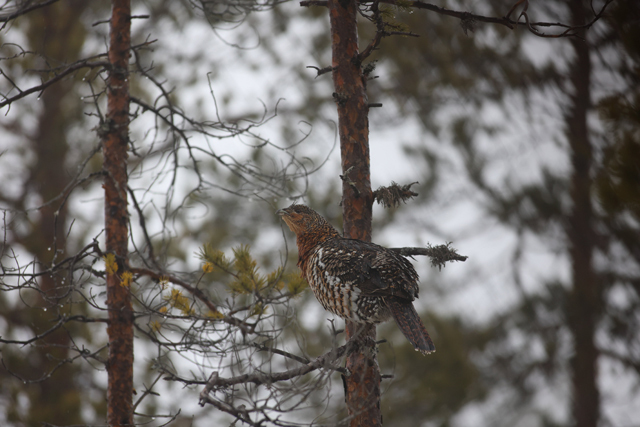 Voyage et ornithologie en Scandinavie 2024 O1xd