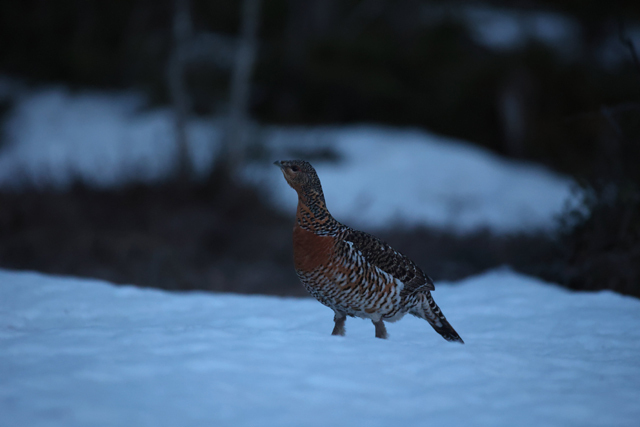 Voyage et ornithologie en Scandinavie 2024 O344